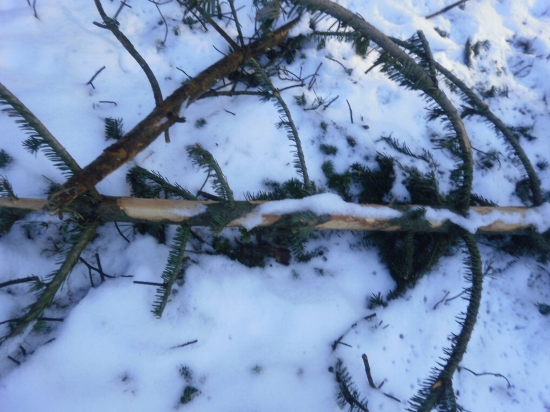 POBYTOVÉ ZNAKY ZVERI