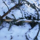 POBYTOVÉ ZNAKY ZVERI