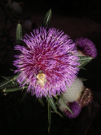 Bodliak kučeravý (Carduus crispus)