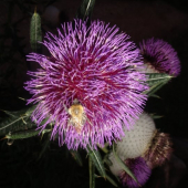 Bodliak kučeravý (Carduus crispus)