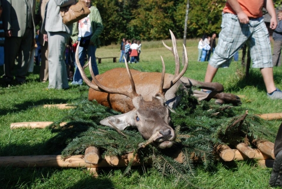 Hubertovské slávnosti