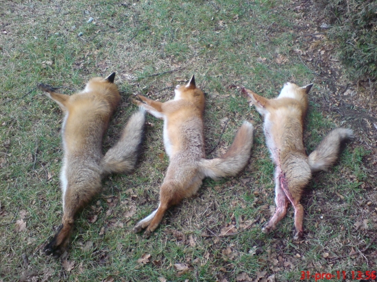 30. a 31.12. se dařilo