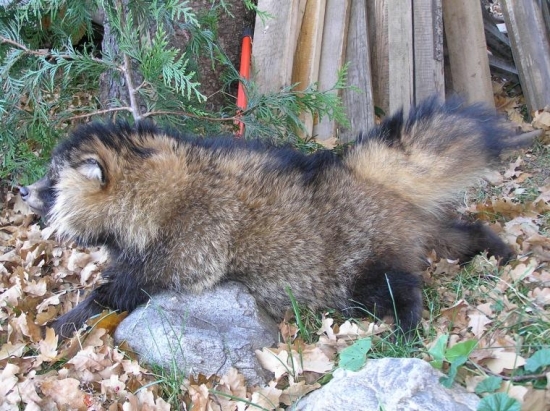 můj druhý mývalovec - 10 kg