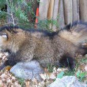 můj druhý mývalovec - 10 kg