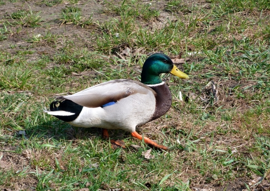 Kačer