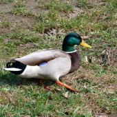 Kačer