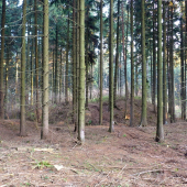 zřícenina hradu Chlum