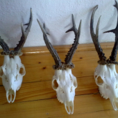 Moje najlepšie srnce