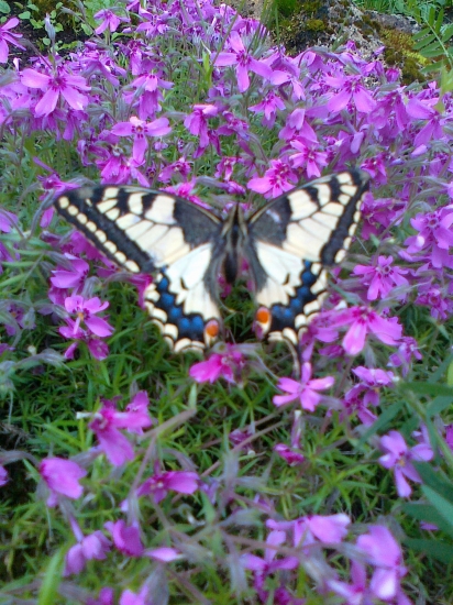 vidlochvost feniklový