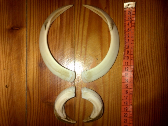 Trofej k fotke kanca ID 271372