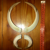 Trofej k fotke kanca ID 271372