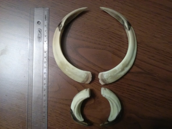 Zbrane kanca z fotky ID 321402 - Úspech na svitaní