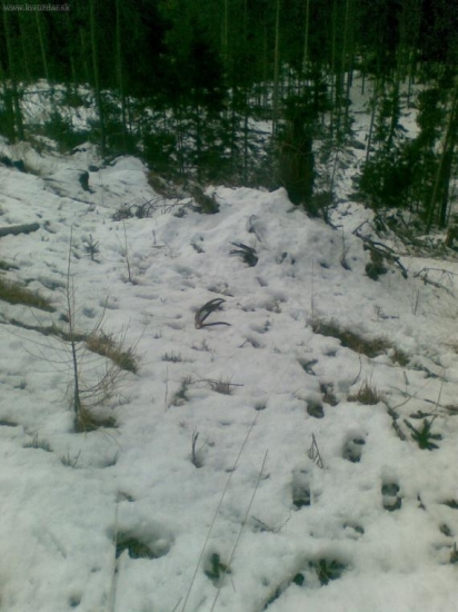 Spomienka