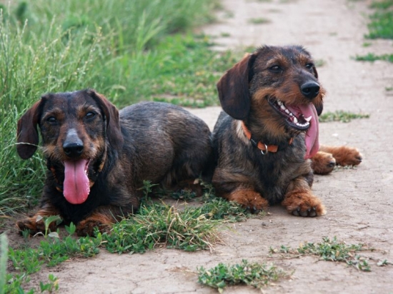 tie moje dve jazyčnice - Dona a Dona :)