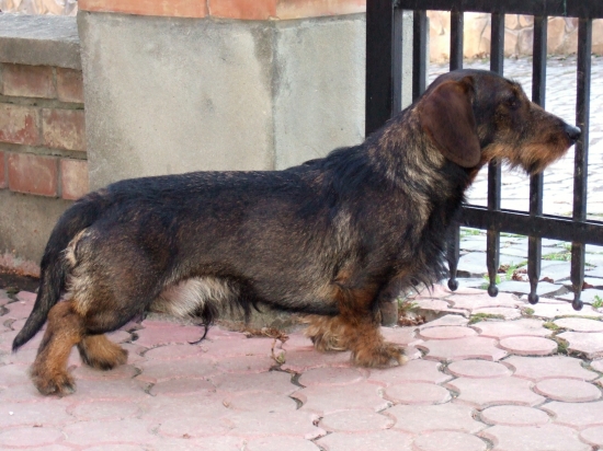 Daiki Dag Pemiko (Konečne dorazila foto z Ukrajiny )