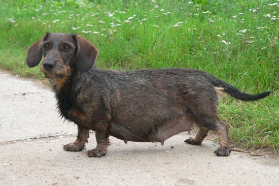 o pár dní tu máme ďalšie Pemiko špagetky :)