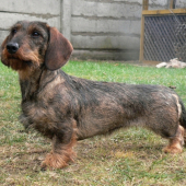 Dona Pemiko