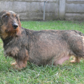 51. deň