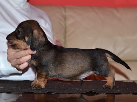 5 týždňový fešáčisko :)))