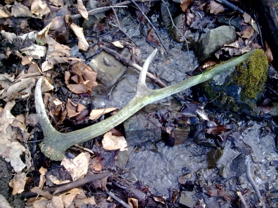 starší ale potešil