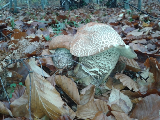 Ešte sa dá niečo nájsť