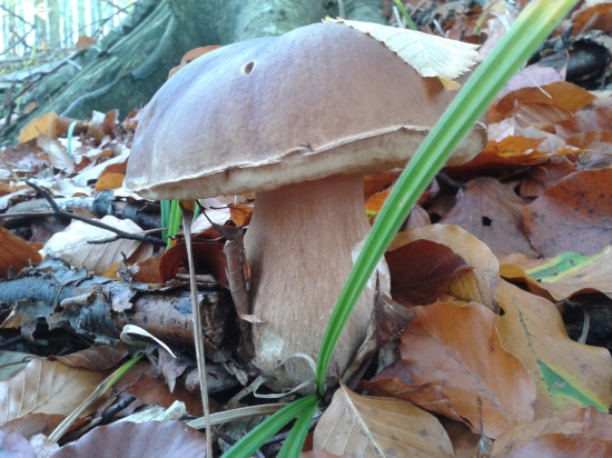 Ešte nie celkom zmrznutý