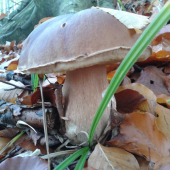 Ešte nie celkom zmrznutý