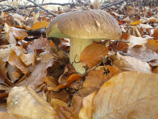 Keď mráz trocha povolí