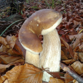 siamské dvojčatá