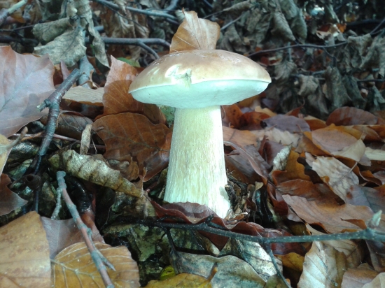 Keby nie myš, tak je dokonalý