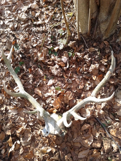 Škoda že tak neskoro