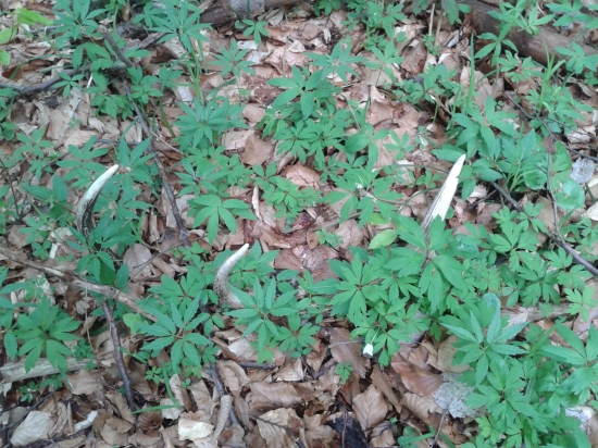 skoro splynul s prostredím