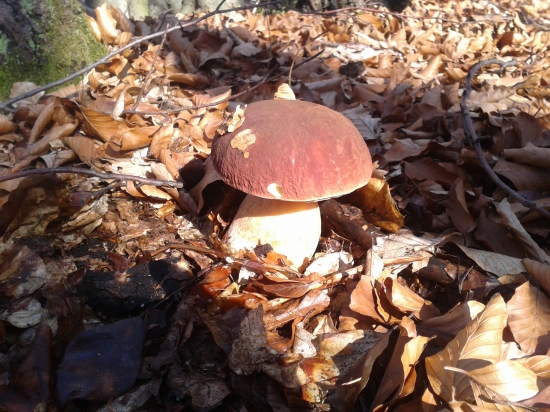 ešte sa dá všeličo nájsť