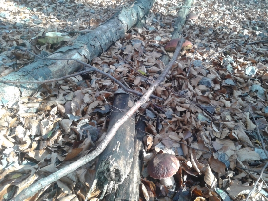 takto si tam rástli