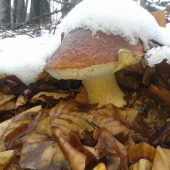 decembrový