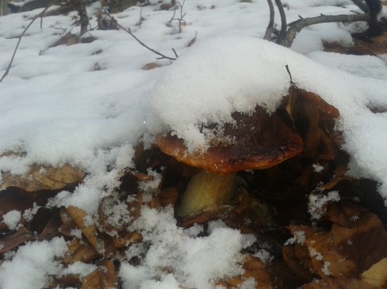 stále sa nejaký ten gribik nájde