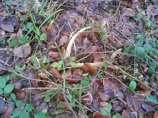 obrastený desatoráčik