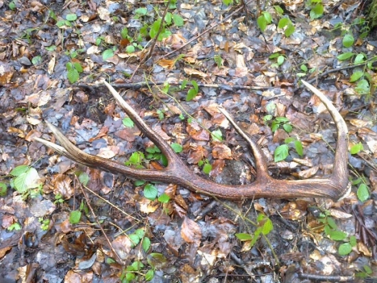 trojkilová desiatka