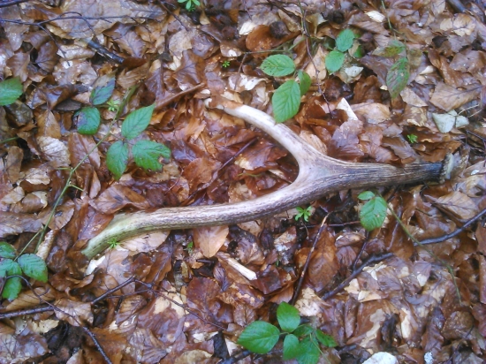 hoci starší, no potešil