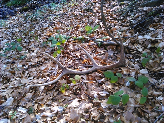 taký menší osmorak