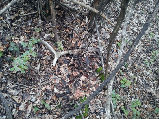 A ďalší osmáčik