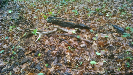 taký malý osmáčik