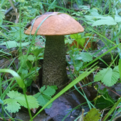 krásavec