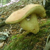 dvojňak