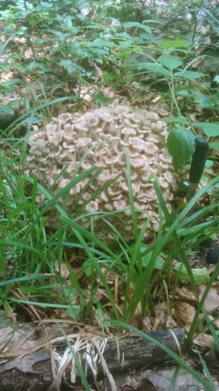 konečne aj u nás...