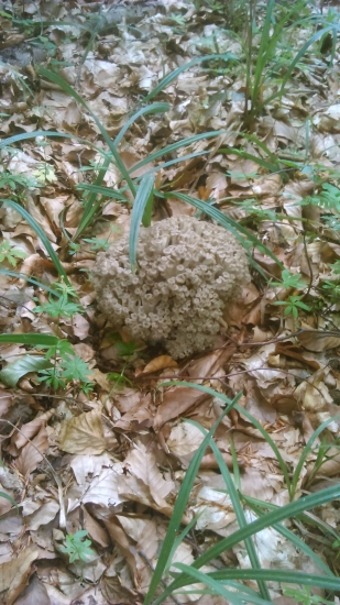 ešte som ju nechal nech podrastie...