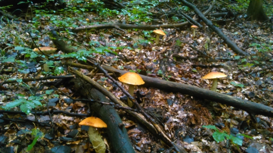 nejaké červenáčky