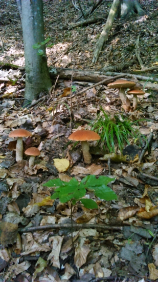 rodinka v hrubom lese