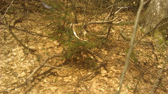 rok si tam poležali