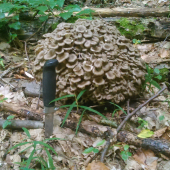 kvočka
